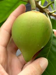 Attēlu rezultāti vaicājumam “Trientalis europaea fruit”