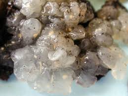 Attēlu rezultāti vaicājumam “Myxarium nucleatum”