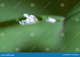 Attēlu rezultāti vaicājumam “Eriocampa ovata larva”