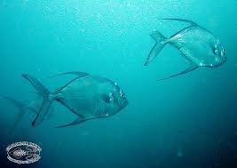 Image result for Caranx lugubris
