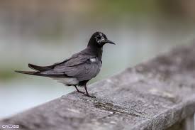 Attēlu rezultāti vaicājumam “Chlidonias niger”