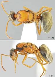 Attēlu rezultāti vaicājumam “Epirranthis diversata imago”