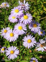 Attēlu rezultāti vaicājumam “Symphyotrichum x salignum”