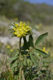 Image result for Anthyllis vulneraria rubra