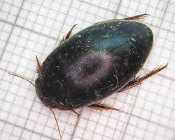 Attēlu rezultāti vaicājumam “Ilybius sp.”