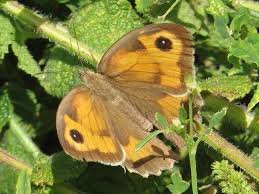 Attēlu rezultāti vaicājumam “Maniola jurtina female”