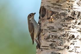 Attēlu rezultāti vaicājumam “Ficedula hypoleuca female”