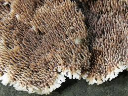 Attēlu rezultāti vaicājumam “Gloiodon strigosus”