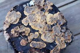 Attēlu rezultāti vaicājumam “Stereum rugosum”