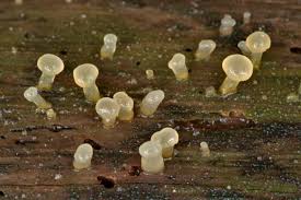 Attēlu rezultāti vaicājumam “Calocera pallidospathulata”