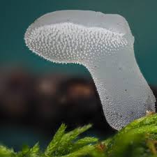 Attēlu rezultāti vaicājumam “Pseudohydnum gelatinosum”