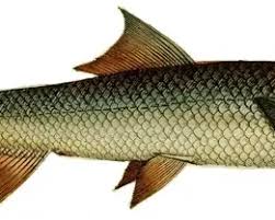 Image result for Elops saurus