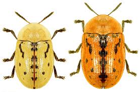 Attēlu rezultāti vaicājumam “Cassida”