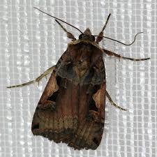 Attēlu rezultāti vaicājumam “Xestia c-nigrum”