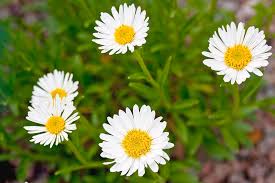 Image result for Aster alpinus