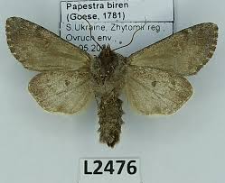 Attēlu rezultāti vaicājumam “Papestra biren”