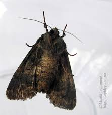 Attēlu rezultāti vaicājumam “Melanchra persicariae imago”