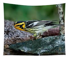 Image result for Dendroica fusca