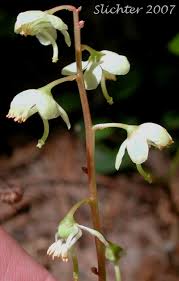 Attēlu rezultāti vaicājumam “Pyrola chlorantha flower”