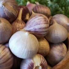 Attēlu rezultāti vaicājumam “Allium sativum fruit”