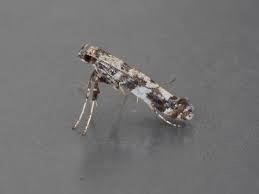 Attēlu rezultāti vaicājumam “Gracillaria syringella”