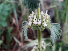 Image result for Marrubium vulgare