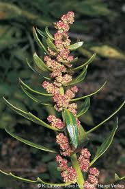 Attēlu rezultāti vaicājumam “Chenopodium rubrum leaf”