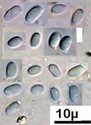 Attēlu rezultāti vaicājumam “Mucronella calva”