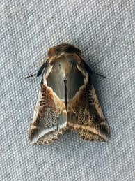 Attēlu rezultāti vaicājumam “Habrosyne pyritoides”