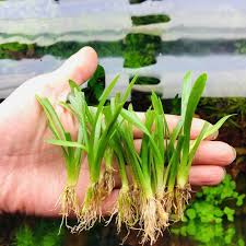 「水蘭」的圖片搜尋結果