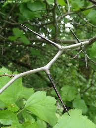 Attēlu rezultāti vaicājumam “Crataegus submollis”