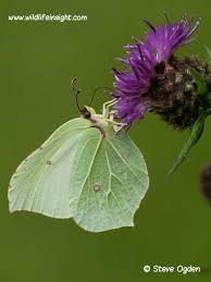 Attēlu rezultāti vaicājumam “Gonepteryx rhamni male”