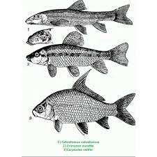 Image result for Carpiodes velifer