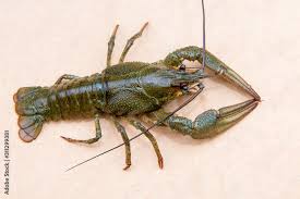 Attēlu rezultāti vaicājumam “Astacus astacus”