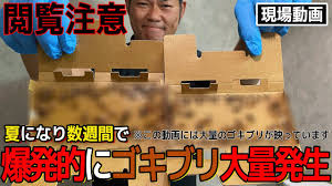 Image result for ゴキブリ報告所