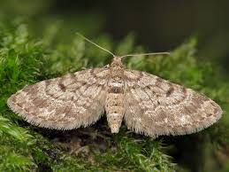 Attēlu rezultāti vaicājumam “Eupithecia tantillaria”