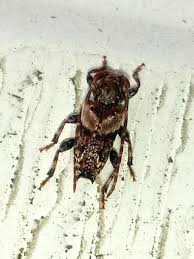 Attēlu rezultāti vaicājumam “Pogonocherus hispidulus”