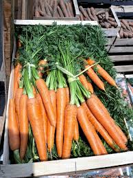 Attēlu rezultāti vaicājumam “Daucus sativus”