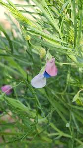Attēlu rezultāti vaicājumam “Lathyrus”