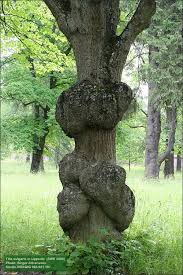 Attēlu rezultāti vaicājumam “Tilia x vulgaris”