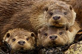 Attēlu rezultāti vaicājumam “Lutra lutra”