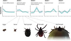 Attēlu rezultāti vaicājumam “Ixodes”