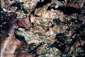 Attēlu rezultāti vaicājumam “Melanohalea olivacea”