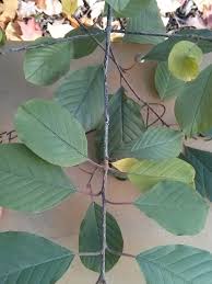 Attēlu rezultāti vaicājumam “Frangula alnus leaf”