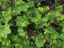 Image result for Alchemilla vulgaris