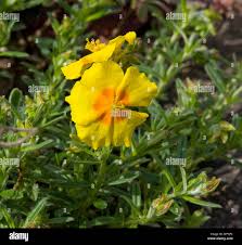 Attēlu rezultāti vaicājumam “Helianthemum x hybridum flower”