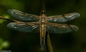 Attēlu rezultāti vaicājumam “Lestes dryas female”