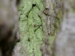 Attēlu rezultāti vaicājumam “Chaenotheca stemonea”