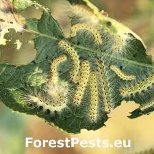 Attēlu rezultāti vaicājumam “Canephora hirsuta larva”