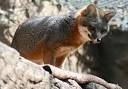 Insular Dwarfism: 12 Species that Evolved to be Small | The Green ...